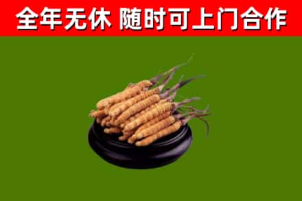 永平烟酒回收冬虫夏草.jpg