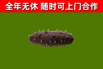 永平烟酒回收干海参.jpg